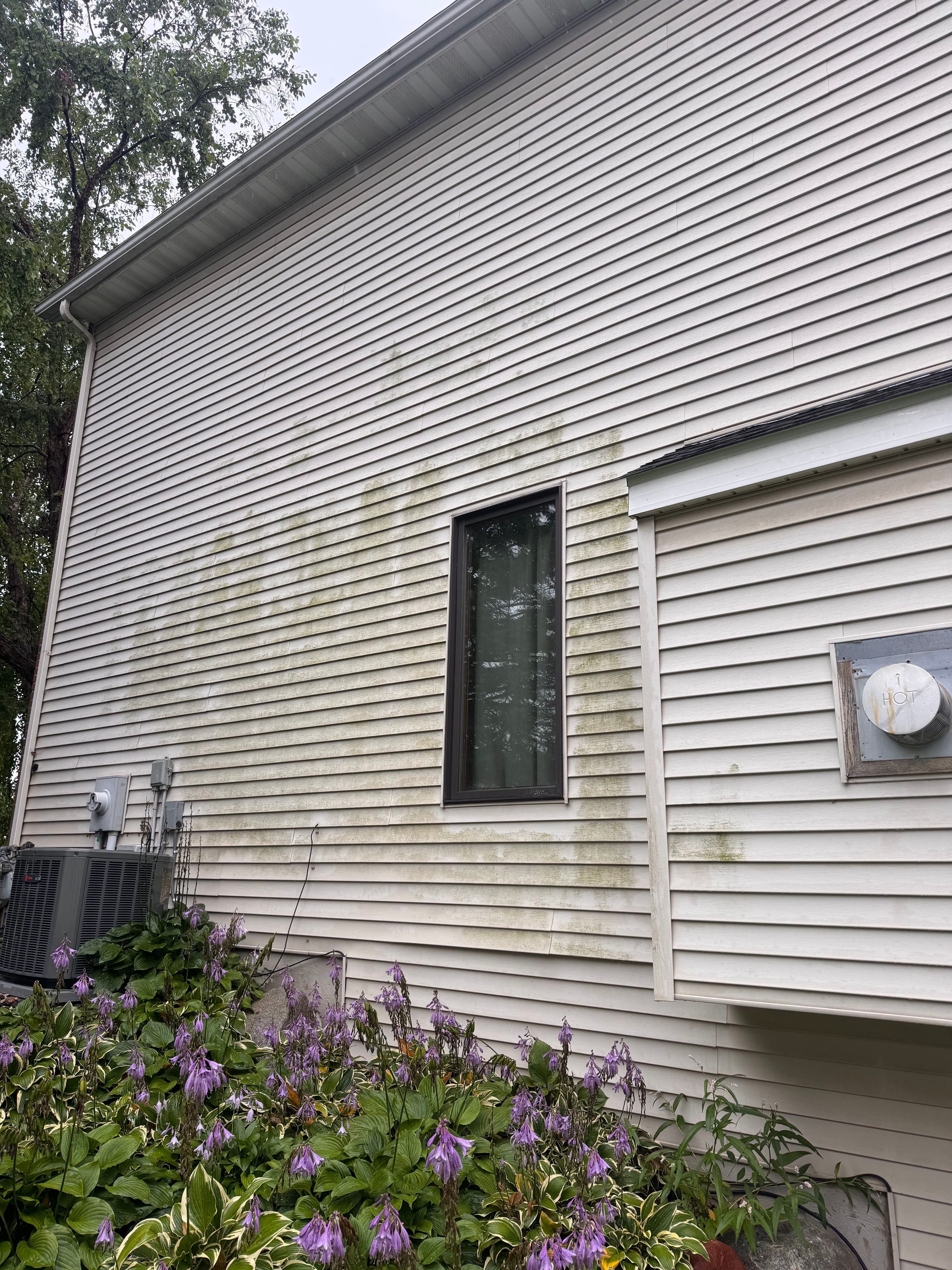 Mold growth on a house siding near a window and flowering plants in the foreground.